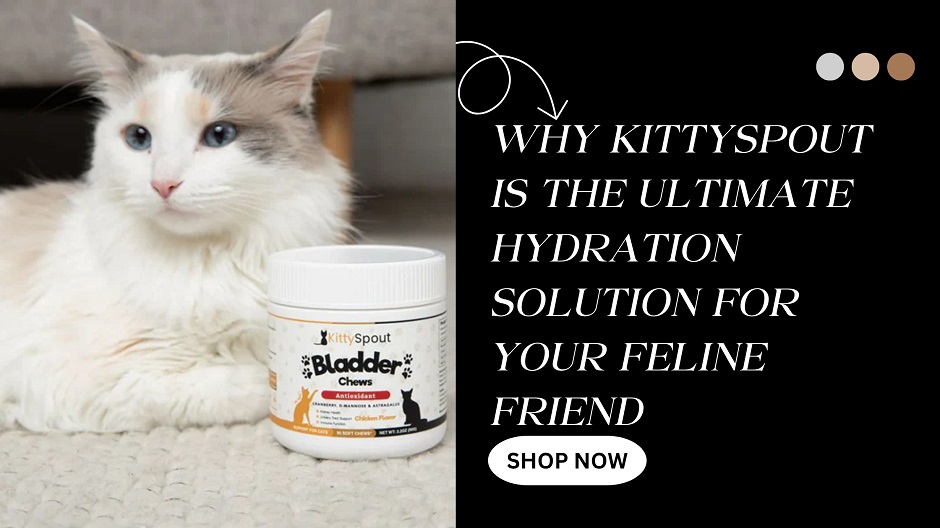 Why KittySpout Is the Ultimate Hydration Solution for Your Feline Friend